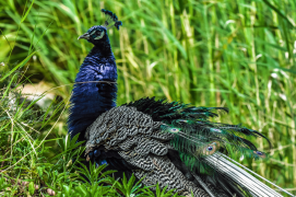 burung-merak 37 senarai